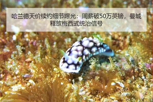 ha-lan-de-tian-jia-xu-yue-xi-jie-bao-guang-zhou-xin-po-wan-ying-bang-man-cheng-shi-fang-mei-xi-shi-tong-zhi-xin-hao-2-633.jpg
